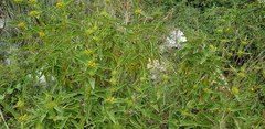 Phlomis viscosa