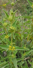 Phlomis viscosa
