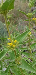 Phlomis viscosa
