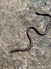 Epictia tenella