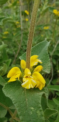 Phlomis viscosa