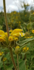 Phlomis viscosa