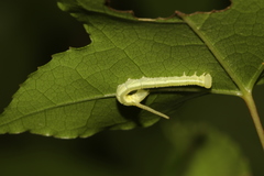 Cypoides chinensis