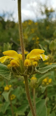 Phlomis viscosa