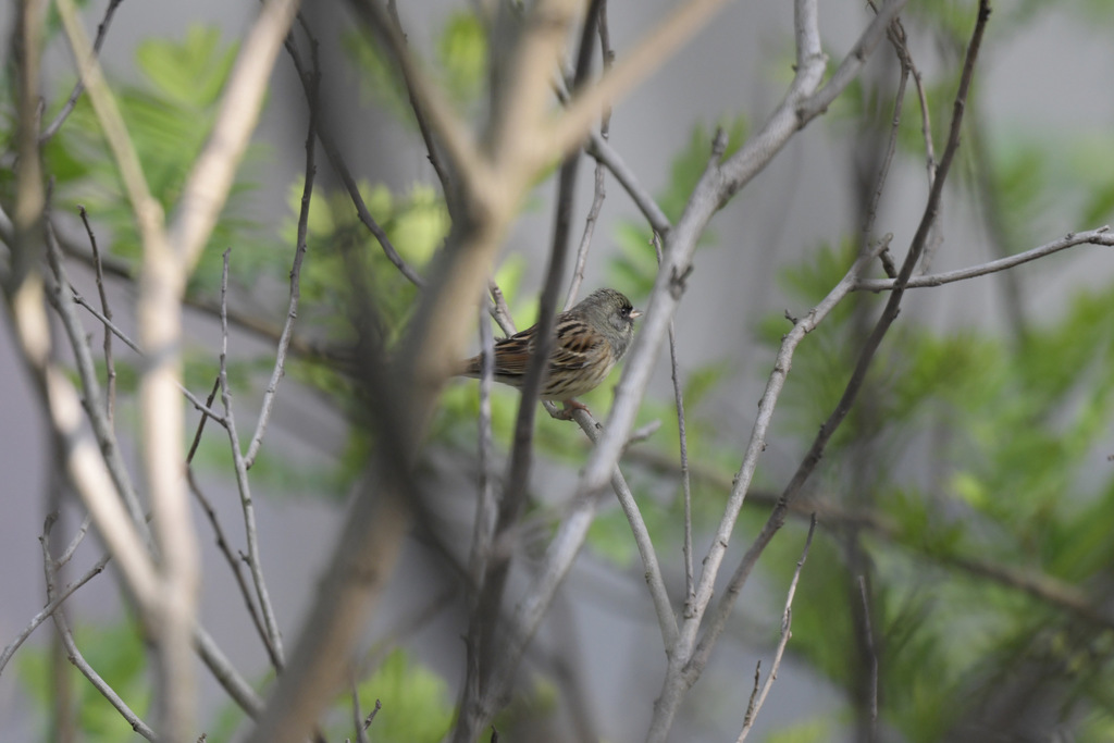 Black-faced Bunting (spodocephala/sordida)