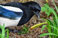 Pica serica