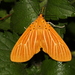 橙擬燈蛾 - Photo 由 shaurong 所上傳的 (c) shaurong，保留部份權利CC BY-NC