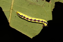 Chadisra bipars