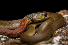 Heller's Red-Necked Keelback photo 2