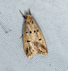 Atheropla decaspila