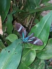 Mydromera notochloris