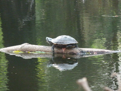 Malayemys macrocephala
