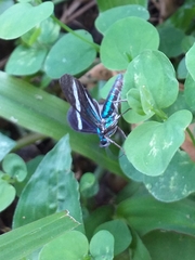 Mydromera notochloris