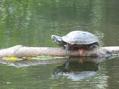 Malayemys macrocephala