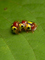 Chiridopsis bowringii