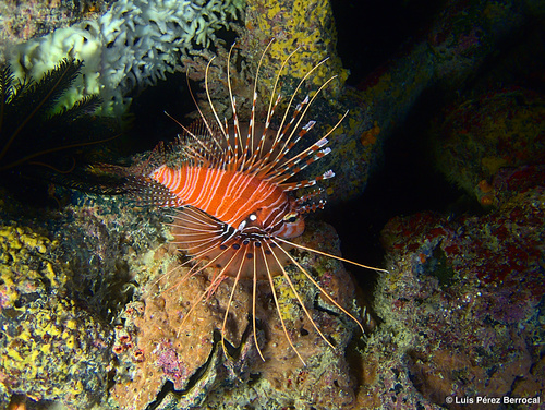 Spotfin Lionfish — seen at this dive site
