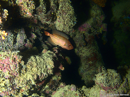 Bloch's Bigeye — seen at this dive site