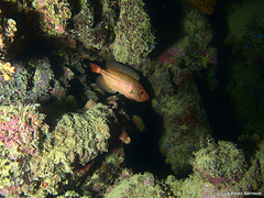 Priacanthus blochii