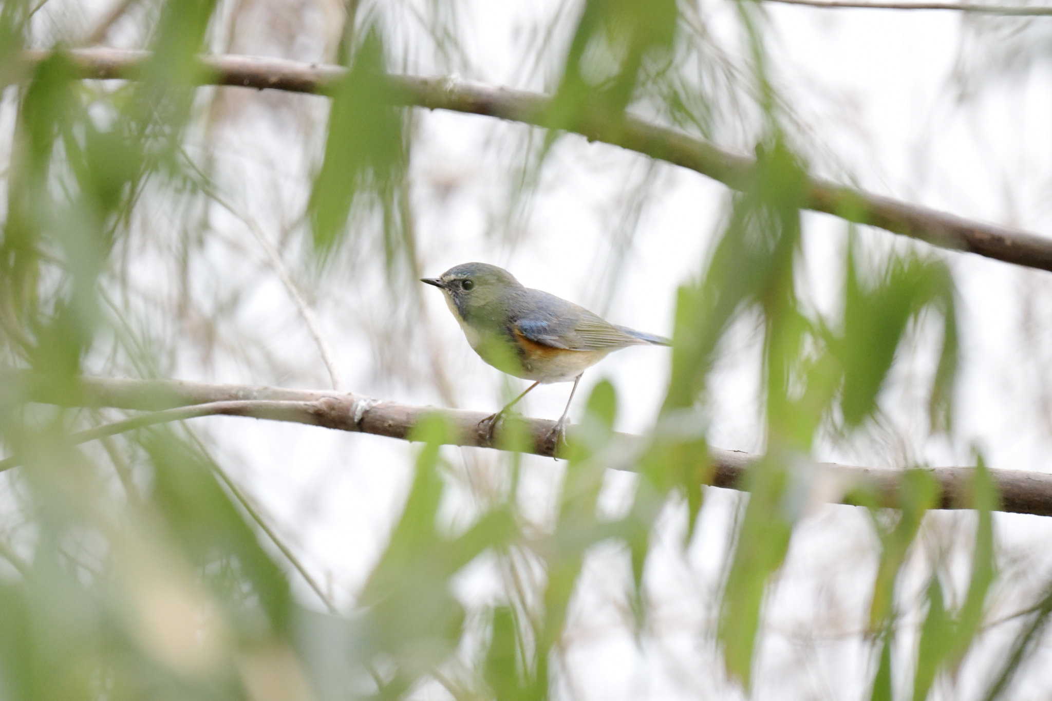 Red-flanked Bluetail