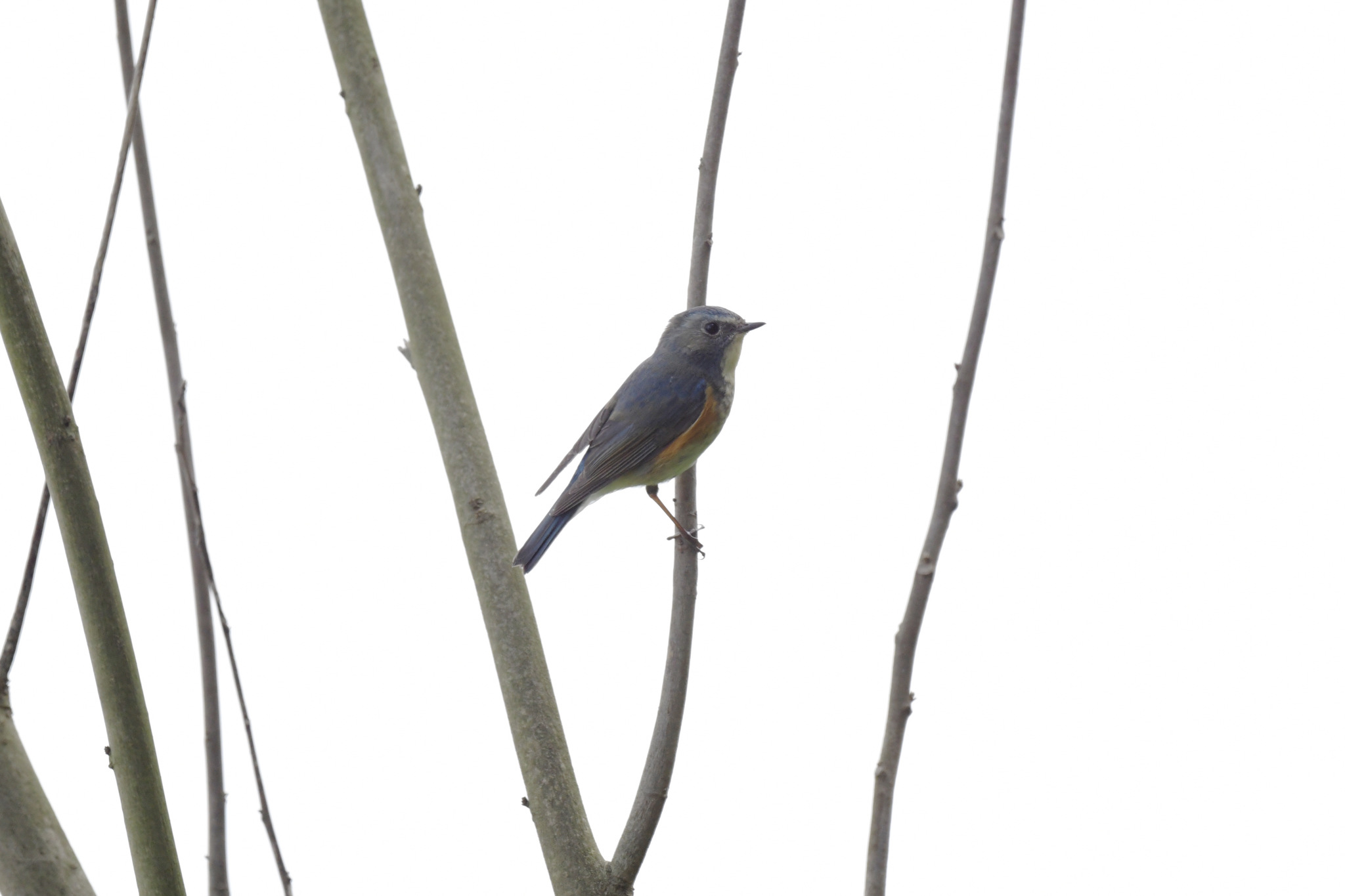 Red-flanked Bluetail