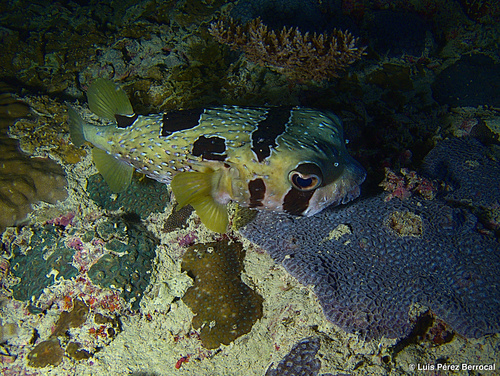 Blackblotched Porcupinefish — seen at this dive site