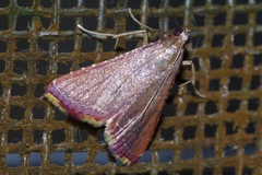 Endotricha olivacealis