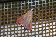 Endotricha olivacealis