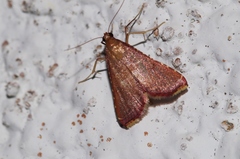 Endotricha olivacealis