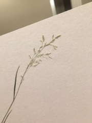 Poa nemoralis