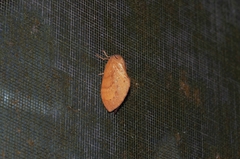 Dendrolimus okinawanus