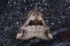 Hypena gonospilalis