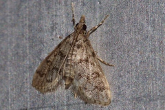Dolicharthria bruguieralis