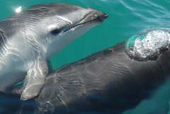 Dusky Dolphin photo 1