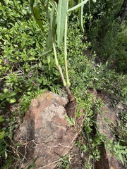 Cyphostemma schlechteri