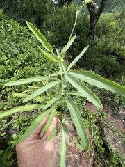 Cyphostemma schlechteri