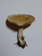 Hebeloma