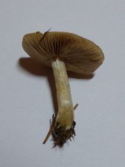 Hebeloma