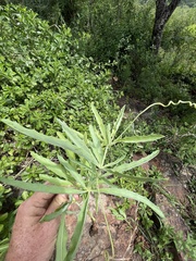 Cyphostemma schlechteri