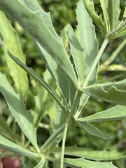 Cyphostemma schlechteri