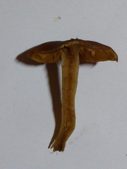 Cortinarius