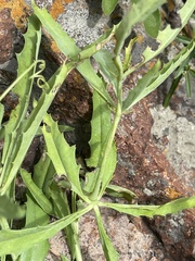 Cyphostemma schlechteri