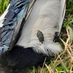 Thanatophilus rugosus