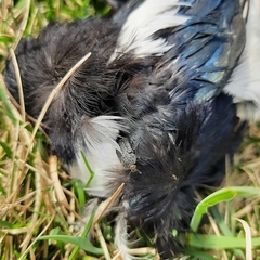 Thanatophilus rugosus