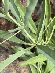 Cyphostemma schlechteri