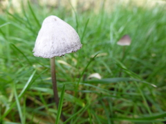 Mycena
