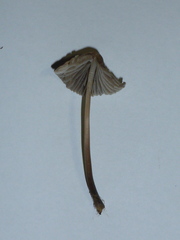 Mycena