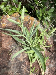 Cyphostemma schlechteri