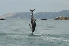 Dusky Dolphin photo 2