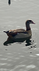 Alopochen aegyptiaca