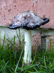 Coprinus comatus
